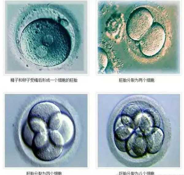 嵌合体胚胎移植成功可以发育成健康的孩子么？